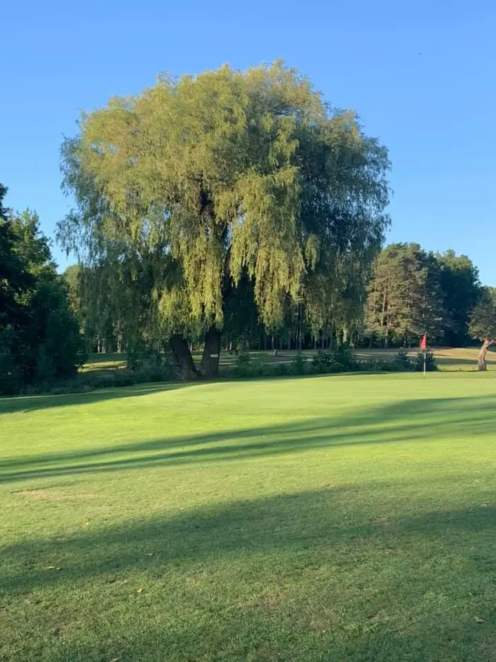 willow-tree